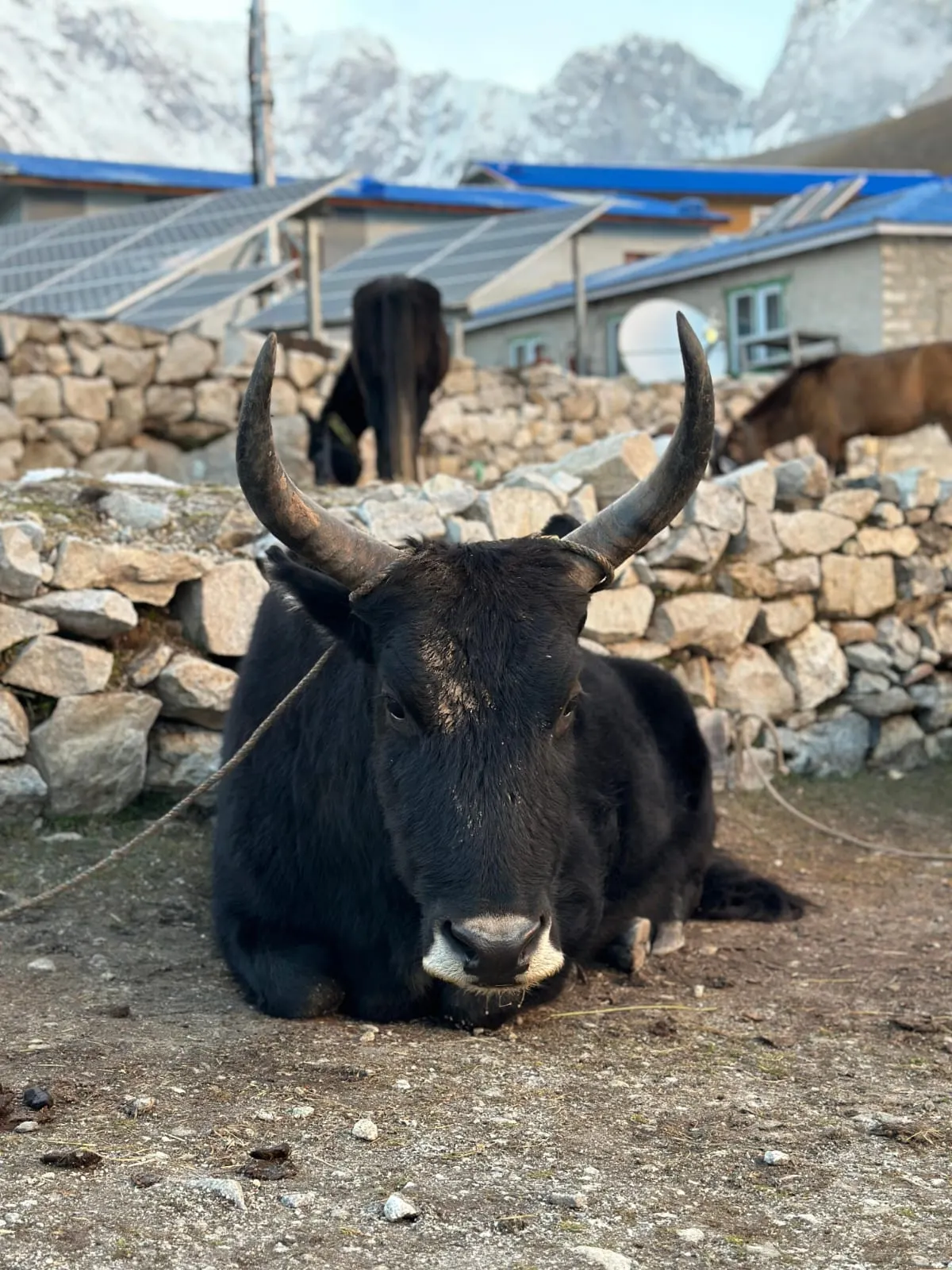 A yak resting on the ground beside a stone wall, with lodges behind