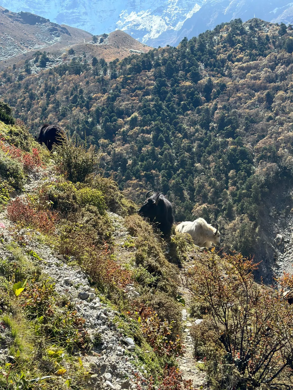 A steep forested valley slope with autumn shrubs and a yak on the path