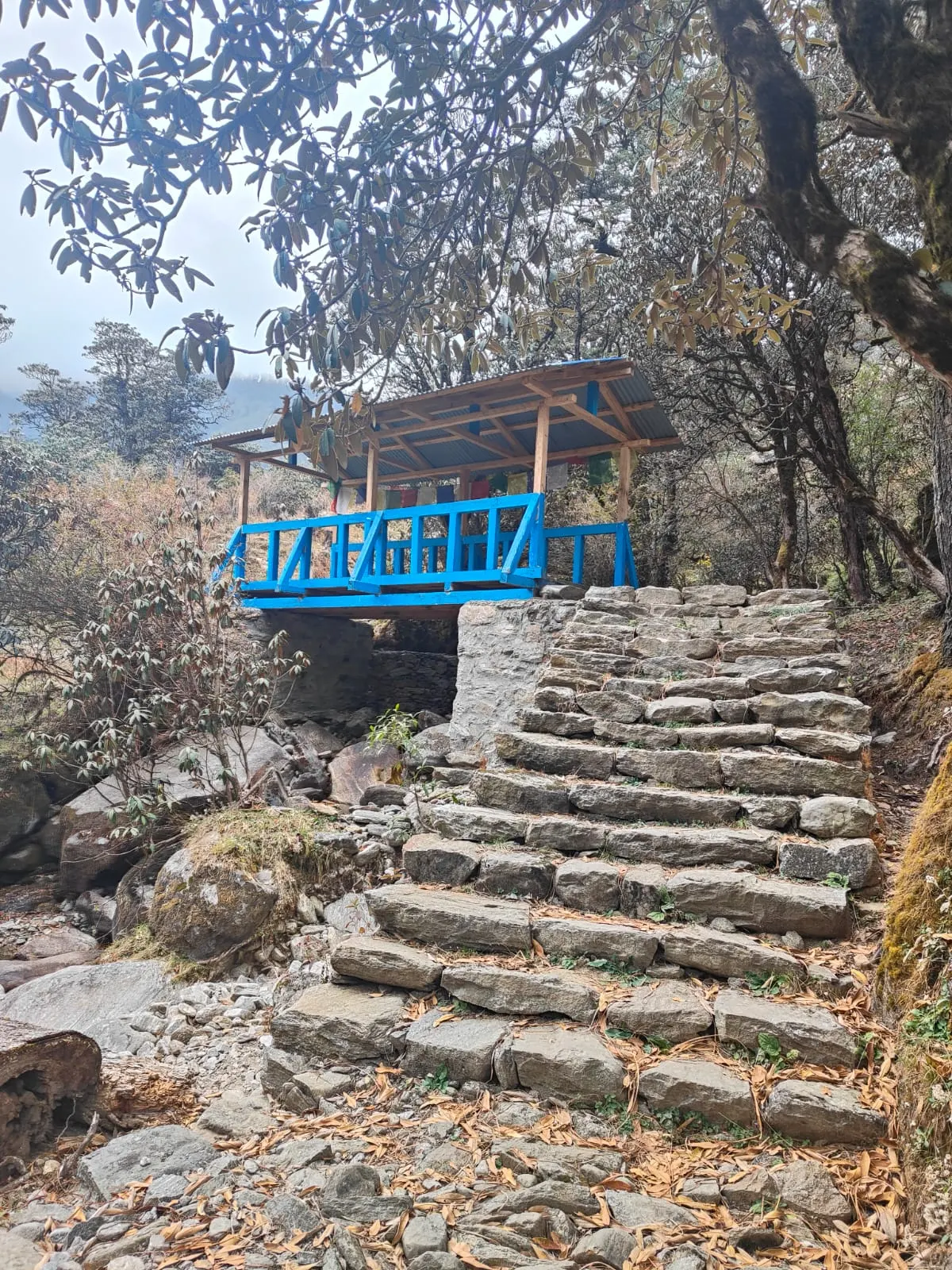 Stone steps climbing through trees to a blue wooden shelter