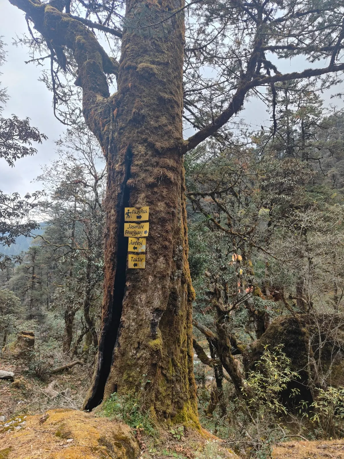 A large moss-covered tree in a misty forest